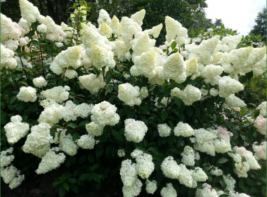 Late Summer Border 9